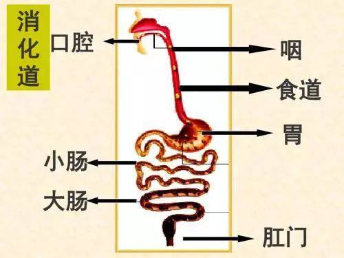 暴饮暴食危害不少，请停止折磨你的胃