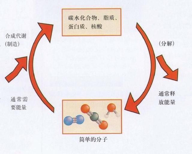 美食减肥：生酮疗法中需注意的禁忌和慎用情况